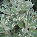 Brachyglottis greyi P19